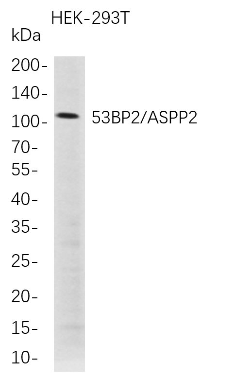 Western Blot analysis of HEK-293T  whole cell lysates were separated by 4-20% SDS-PAGE, and the membrane was blotted with anti-53BP2/ASPP2 rabbit mAb