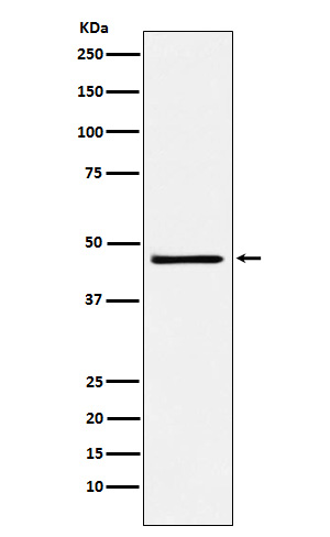 Western blot analysis of FRA2 expression in NCCIT cell lysate