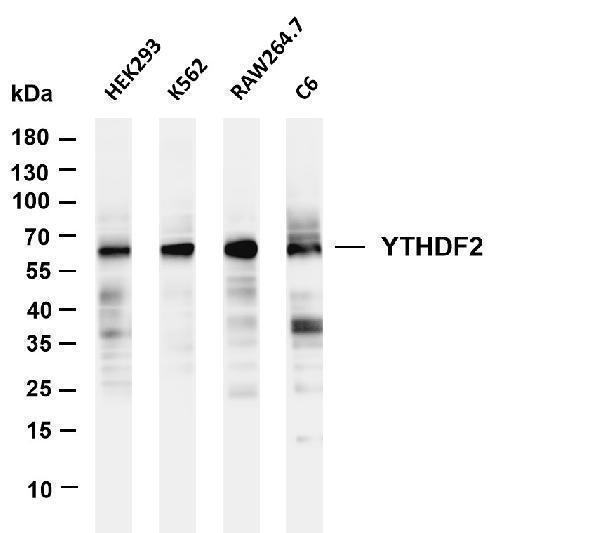 m02621 1 ythdf2 primary antibodies wb testing 1