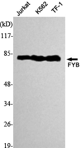 m02630 fyb primary antibodyes wb testing 1