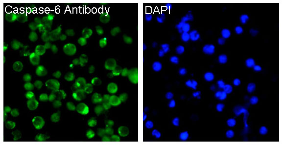 Immunofluorescent analysis of Jurkat cells, using Caspase-6 Antibody.