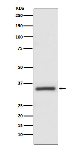 Western blot analysis of Caspase-6 expression in MCF-7 cell lysate.