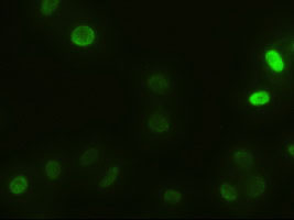 m02635 1 anti alpha actinin actn1 mouse monoclonal antibody clone id oti7a4 if testing 11