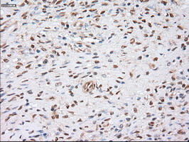m02635 1 anti alpha actinin actn1 mouse monoclonal antibody clone id oti7a4 ihc testing 5