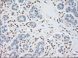m02635 1 anti alpha actinin actn1 mouse monoclonal antibody clone id oti7a4 ihc testing 6