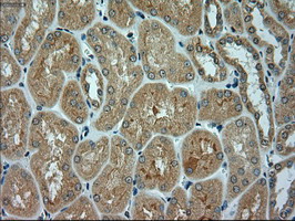m02635 1 anti alpha actinin actn1 mouse monoclonal antibody clone id oti7a4 ihc testing 8