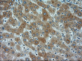 m02635 1 anti alpha actinin actn1 mouse monoclonal antibody clone id oti7a4 ihc testing 9