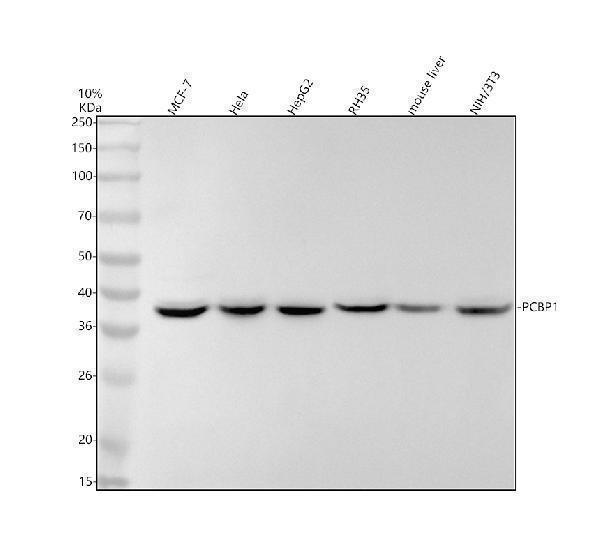 Western blot analysis of PCBP1 using anti-PCBP1 antibody (M02636-1)
