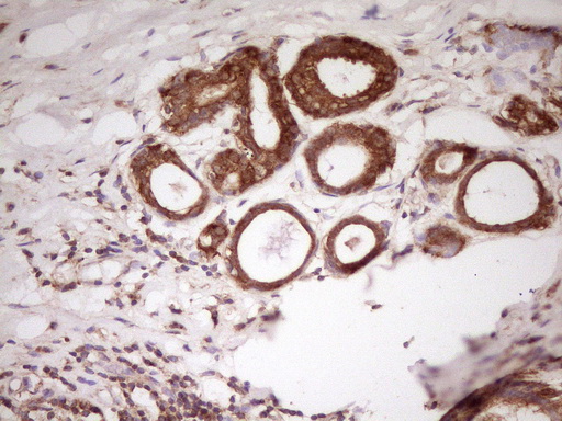 m02636 anti pcbp1 mouse monoclonal antibody clone id oti3d12 ihc testing 8