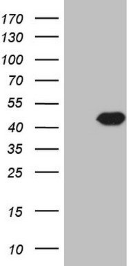 m02636 anti pcbp1 mouse monoclonal antibody clone id oti3d12 wb testing 1