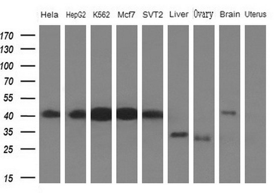 m02636 anti pcbp1 mouse monoclonal antibody clone id oti3d12 wb testing 2