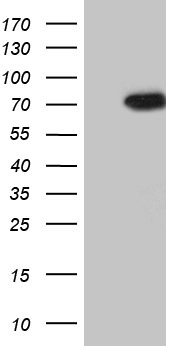 m02638 anti pip5k3 pikfyve mouse monoclonal antibody clone id oti1d2 wb testing 1