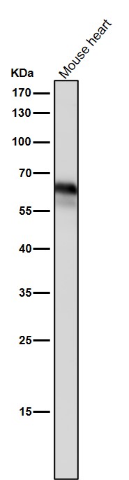All lanes use the Antibody at 1:3K dilution for 1 hour at room temperature