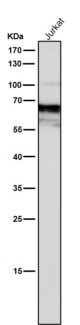 All lanes use the Antibody at 1:3K dilution for 1 hour at room temperature