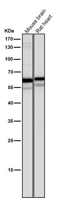 m02640 2 wb9