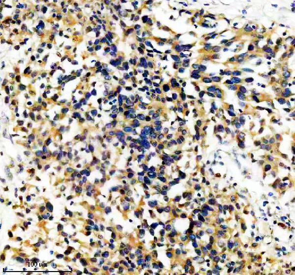 m02640 2 yes1 primary antibodies ihc testing 1