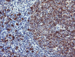 m02644 anti igj jchain mouse monoclonal antibody clone id oti3b3 ihc testing 4