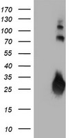 m02644 anti igj jchain mouse monoclonal antibody clone id oti3b3 wb testing 1