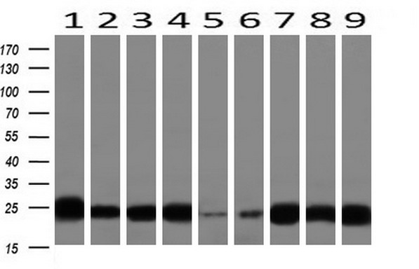 m02644 anti igj jchain mouse monoclonal antibody clone id oti3b3 wb testing 2