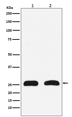 Western blot analysis of HMGB2 expression in (1) HeLa cell lysate; (2) PC-12 cell lysate