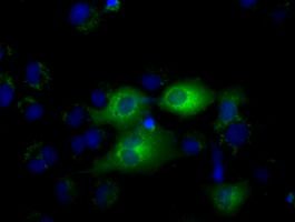Anti-IFIT1 mouse monoclonal antibody
(M02652) immunofluorescent staining of COS7
cells transiently transfected by pCMV6-ENTRY
IFIT1