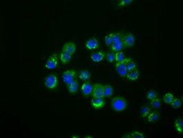 Immunofluorescent staining of HT29 cells using
anti-IFIT1 mouse monoclonal antibody
(M02652)