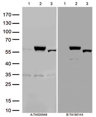 m02652 ifit1 primary antibodies wb testing 1