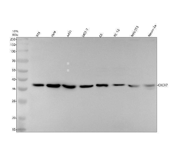 Western blot analysis of CXCR7/ACKR3 using anti-CXCR7/ACKR3 antibody (M02656)