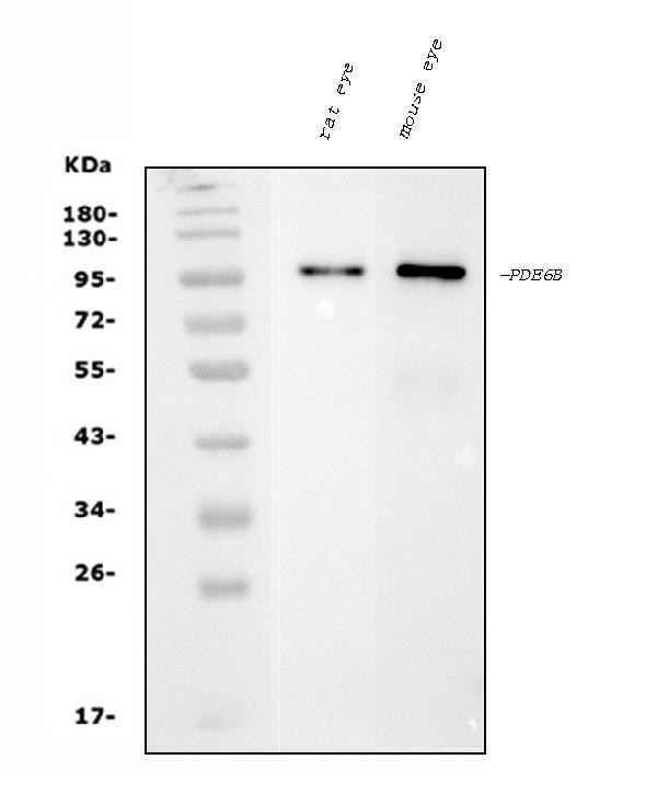  Western blot analysis of PDE6 beta/PDE6B using anti-PDE6 beta/PDE6B antibody (M02659-1)