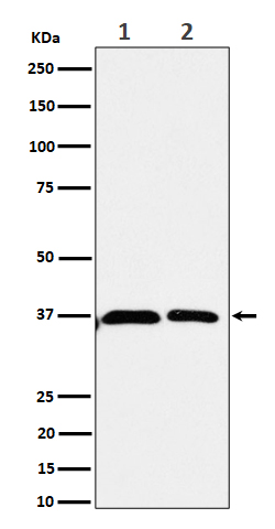 Western blot analysis of Serine racemase expression in (1) 293 cell lysate; (2) U-87 MG cell lysate