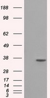 m02660 anti serine racemase srr mouse monoclonal antibody clone id oti2e3 wb testing 1