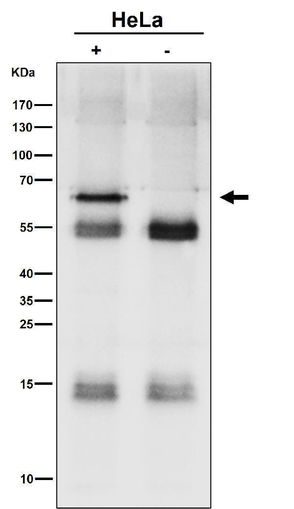 Immunoprecipitate (IP) analysis using the Antibody at 1:50 dilution