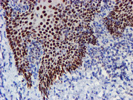m02672 1 anti taz wwtr1 mouse monoclonal antibody clone id oti1h9 ihc testing 8