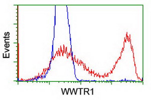 HEK293T cells transfected with either WWTR1 (Myc-DDK-tagged) overexpress plasmid (Red) or empty vector control plasmid (Blue) were immunostained by anti-WWTR1 antibody (M02672)