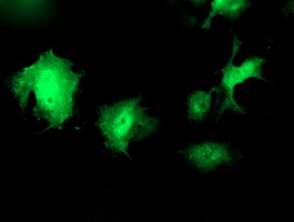 m02672 anti taz wwtr1 mouse monoclonal antibody clone id oti1a12 if testing 4