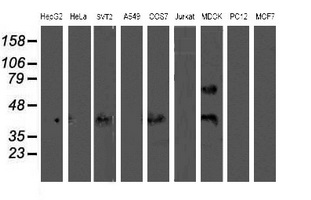Western blot analysis of extracts (35ug) from 9 different cell lines by using anti-WWTR1 monoclonal antibody