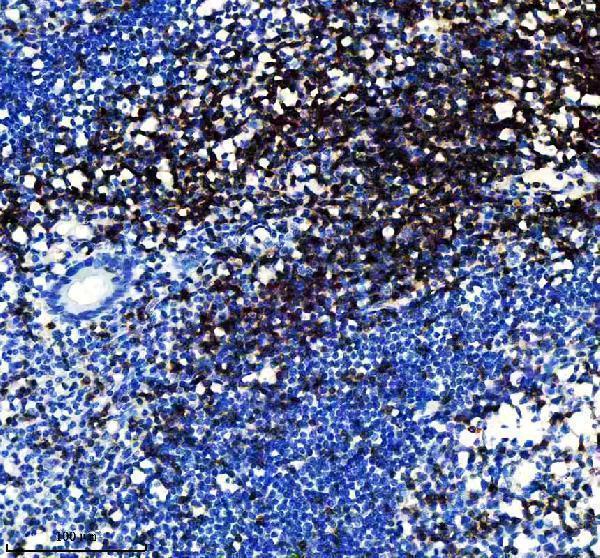 m02675 1 cd3e primary antibodies ihc testing 1