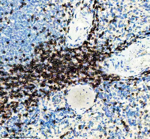 m02675 1 cd3e primary antibodies ihc testing 2