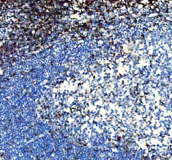 m02675 1 cd3e primary antibodies ihc testing 3