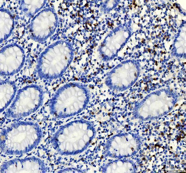 m02675 1 cd3e primary antibodies ihc testing 4