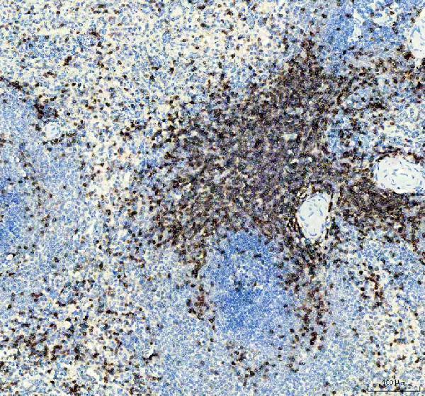m02675 1 cd3e primary antibodies ihc testing 5