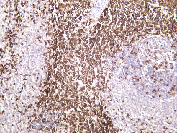 Rat spleen was stained with anti-CD3 rabbit antibody