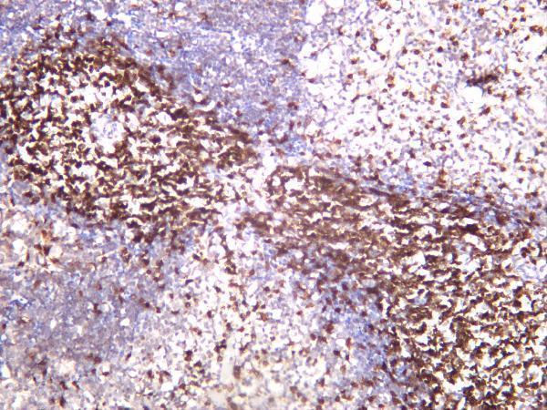 Mouse spleen was stained with anti-CD3 rabbit antibody