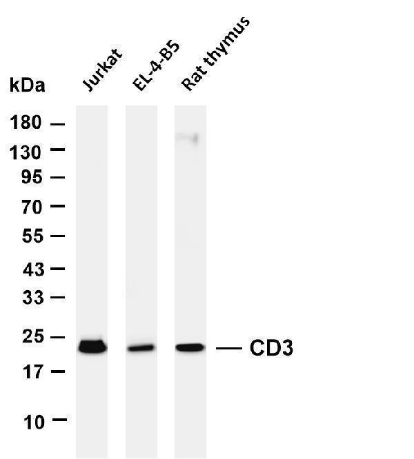 m02675 10 cd3e primary antibodies wb testing 1