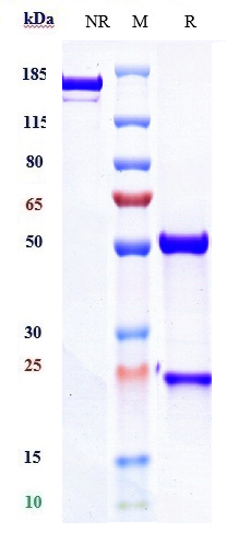 Anti-CD3e Reference Antibody (teplizumab) on SDS-PAGE under reducing (R) condition