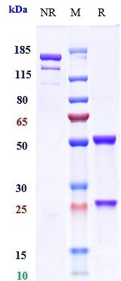 Anti-CD3 Reference Antibody (otelixizumab) on SDS-PAGE under reducing (R) condition