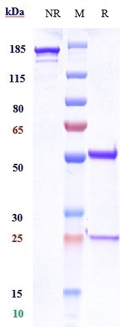 Anti-CD3e Reference Antibody (foralumab) on SDS-PAGE under reducing (R) condition
