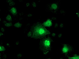 m02676 anti nnmt mouse monoclonal antibody clone id oti3d8 if testing 12