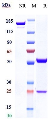 Anti-Fucosyl GM1 Reference Antibody (BMS-986012) on SDS-PAGE under reducing (R) condition