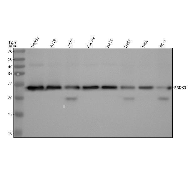 Western blot analysis of PRDX3 using anti-PRDX3 antibody (M02680)